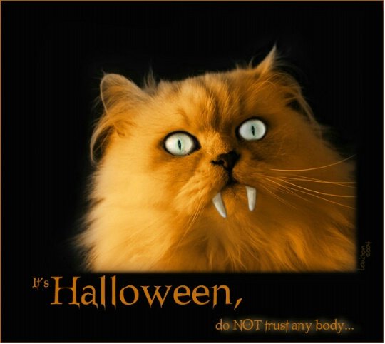 halloween-cat-with-fangs.jpg